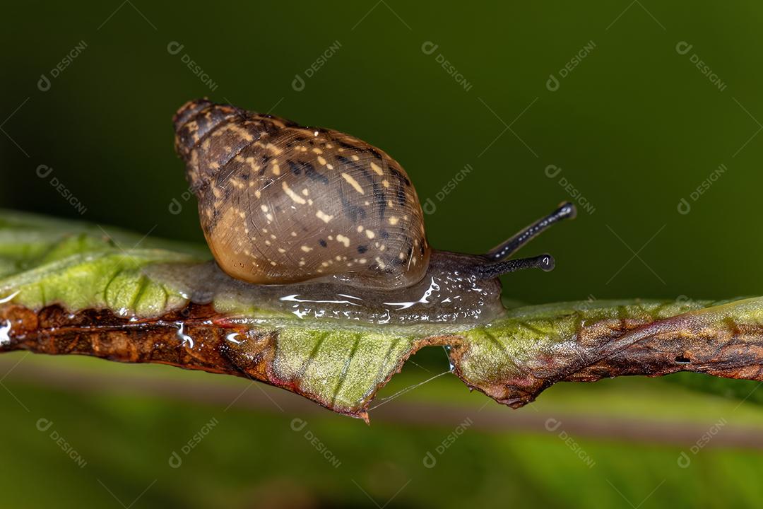 Caracol gigante africano da espécie Lissachatina fulica