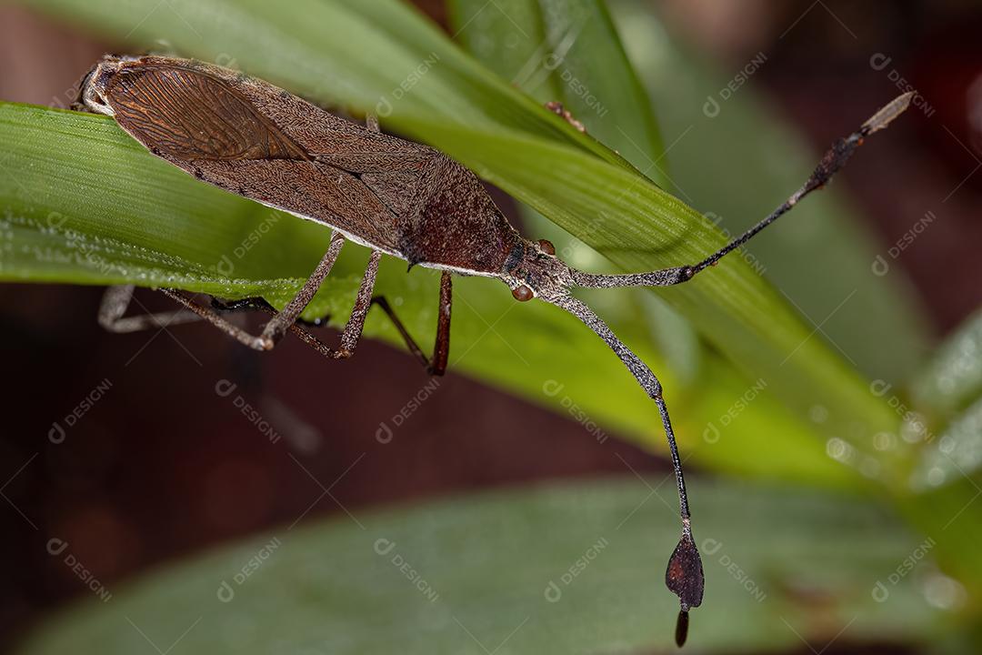 Insetos folhados adultos do gênero Chariesterus acoplamento