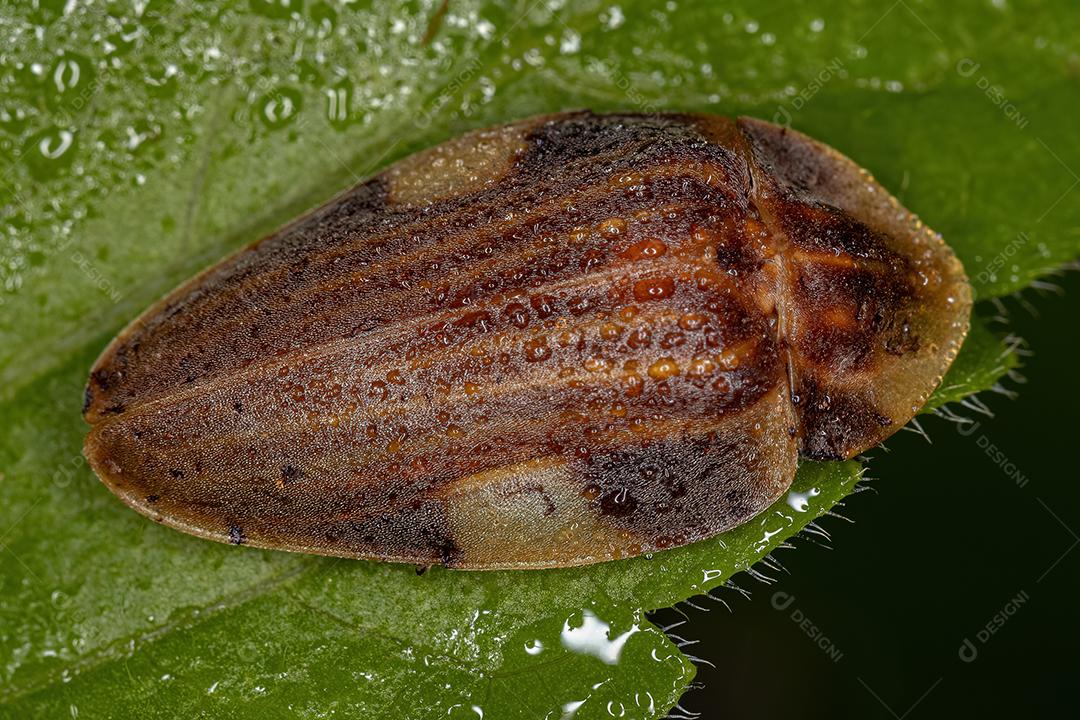 Besouro Vaga-lume adulto da espécie Aspisoma lineatum