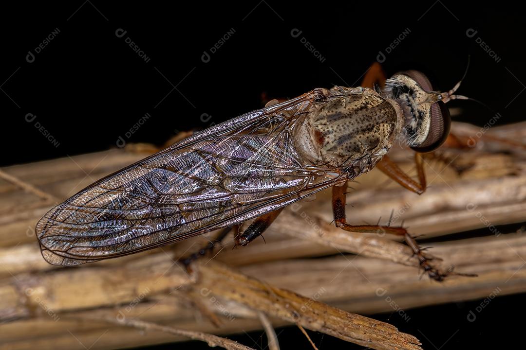 Mosca Ladrão Adulto da Subfamília Asilinae
