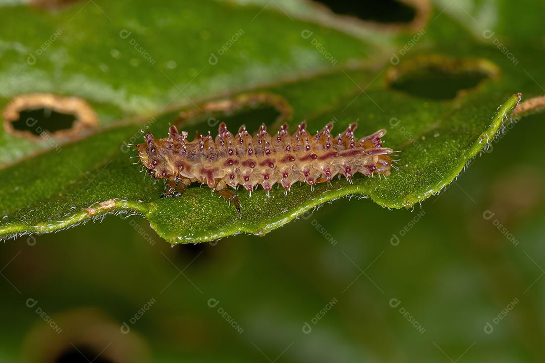 Larva do Besouro da Pulga da Tribo Alticini