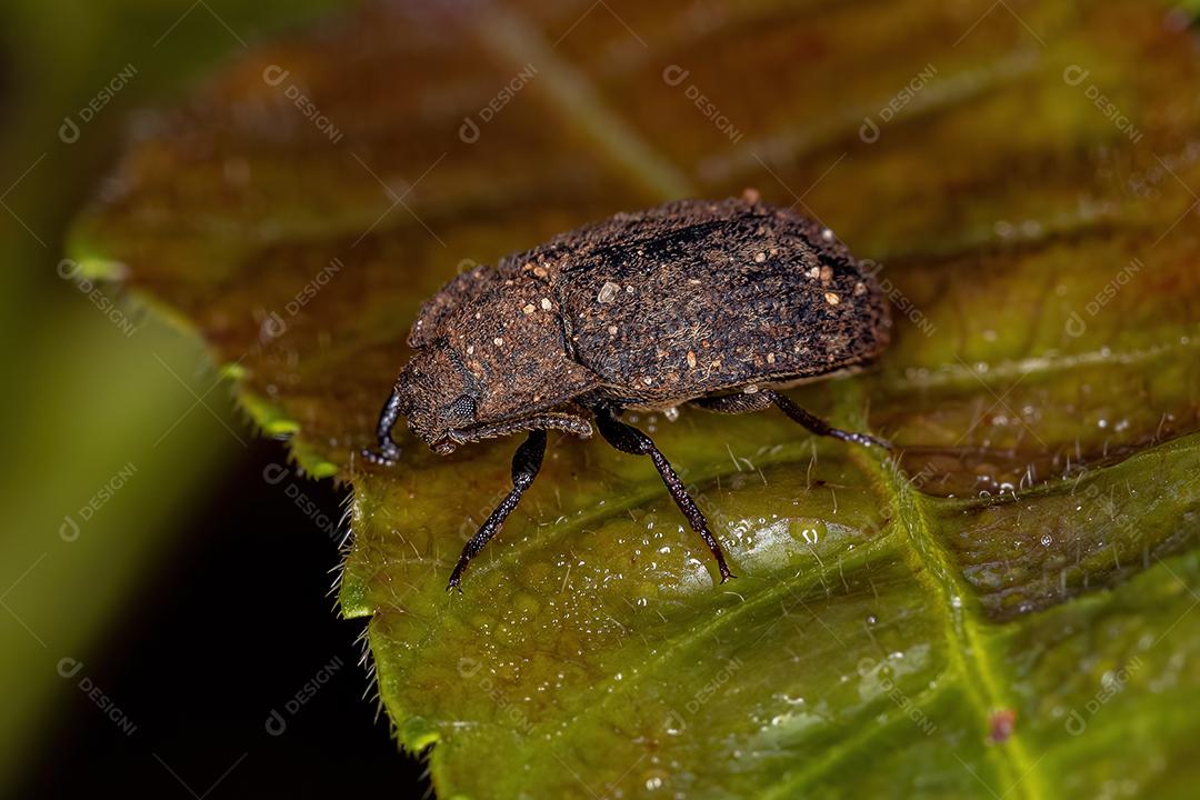 Besouro Darkling adulto da família Tenebrionidae