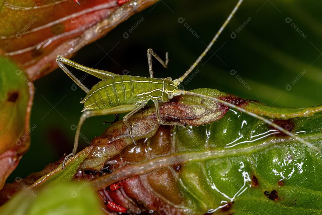 Folha Katydid Ninfa da Subfamília Phaneropterinae