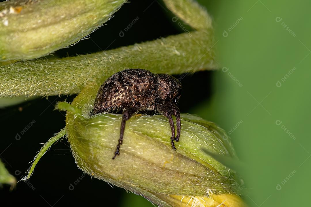 Gorgulho verdadeiro adulto do gênero Chalcodermus