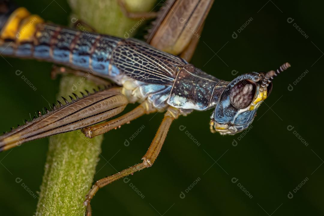 Ninfa de macaco gafanhoto macho da espécie Temnomastax hamus