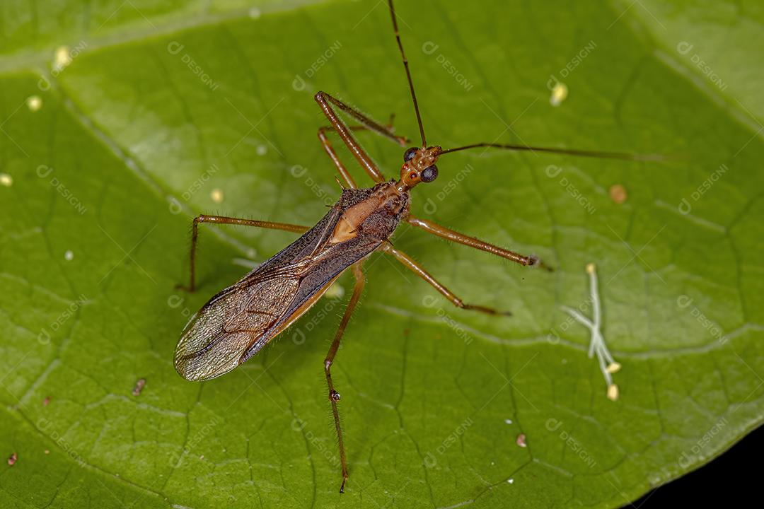 Inseto Assassino Adulto do Gênero Relipta