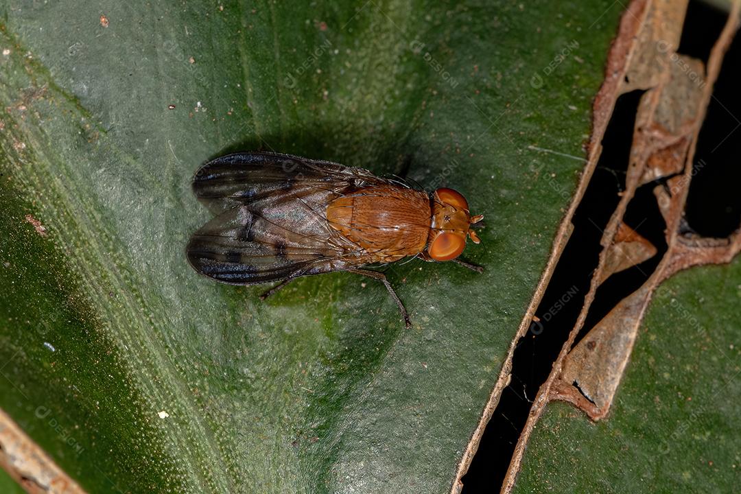 Mosca Acaliptrada Adulta do Zoosubseção Acalyptratae