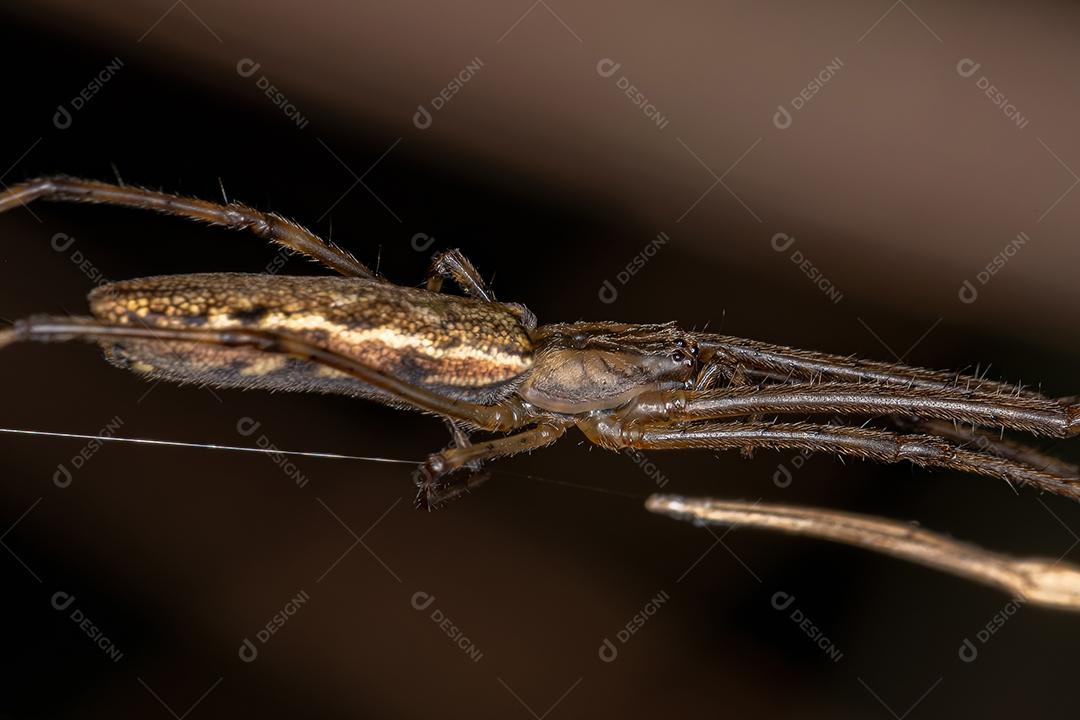 Aranha Tecelã de Mandíbula Longa do Gênero Tetragnatha