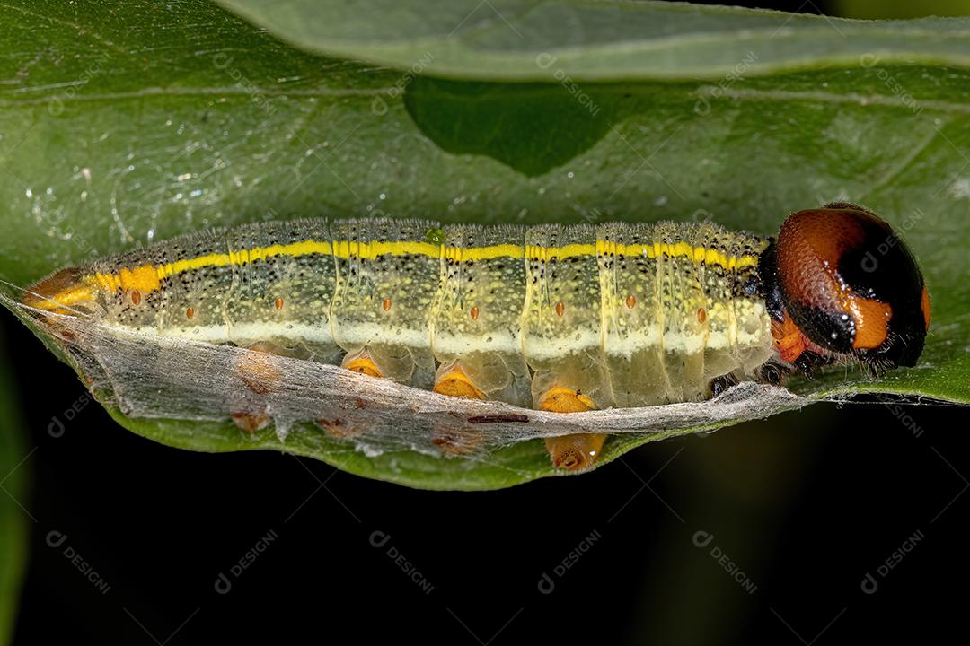 Lagarta de capitão verde da família Hesperiidae