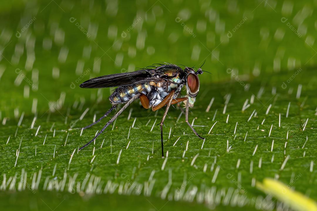 Mosca de pernas compridas adulta da família Dolichopodidae