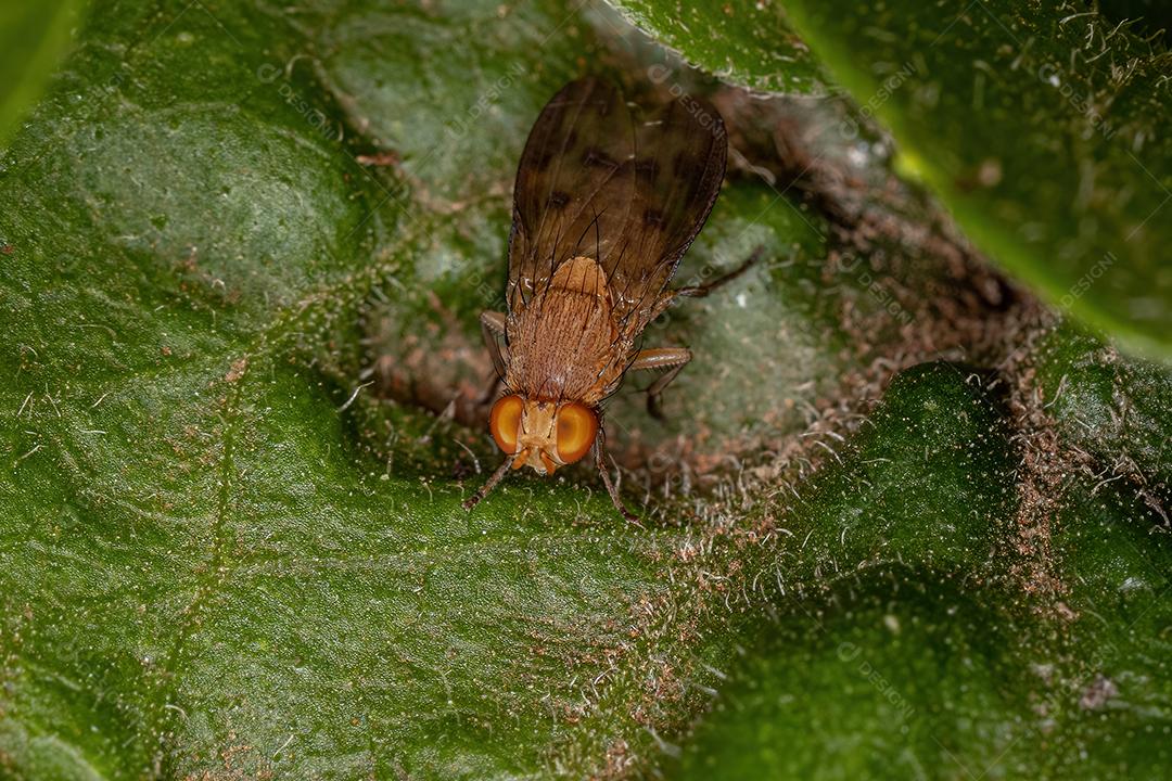 Mosca Acaliptrada Adulta do Zoosubseção Acalyptratae