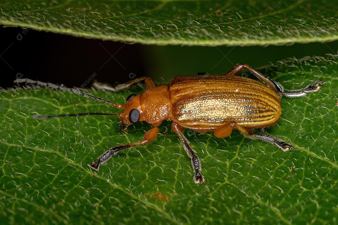 Besouro de folha adulto da subfamília Eumolpinae