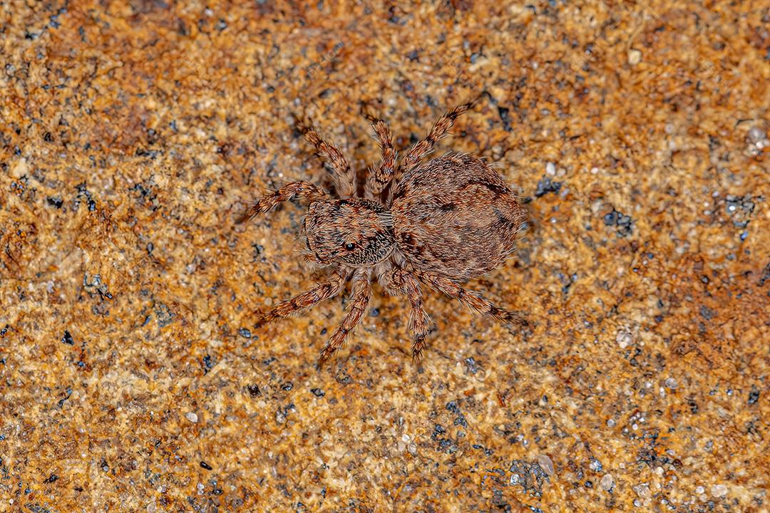 Pequena aranha saltadora da espécie Marma nigritarsis