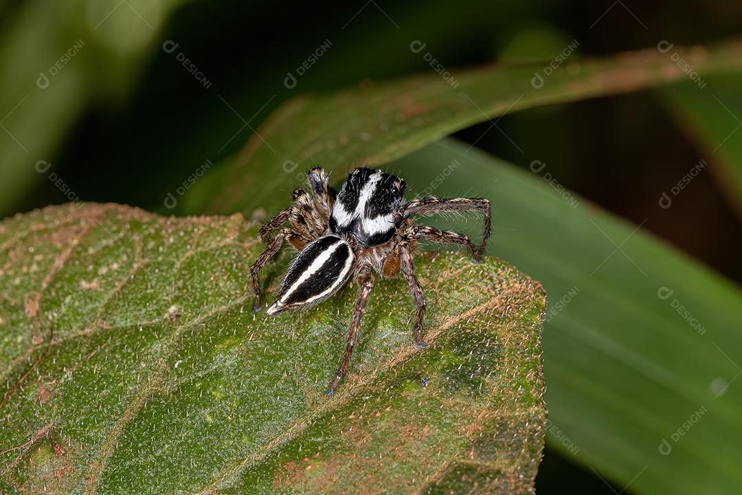 Aranha saltadora macho adulto do gênero Freya