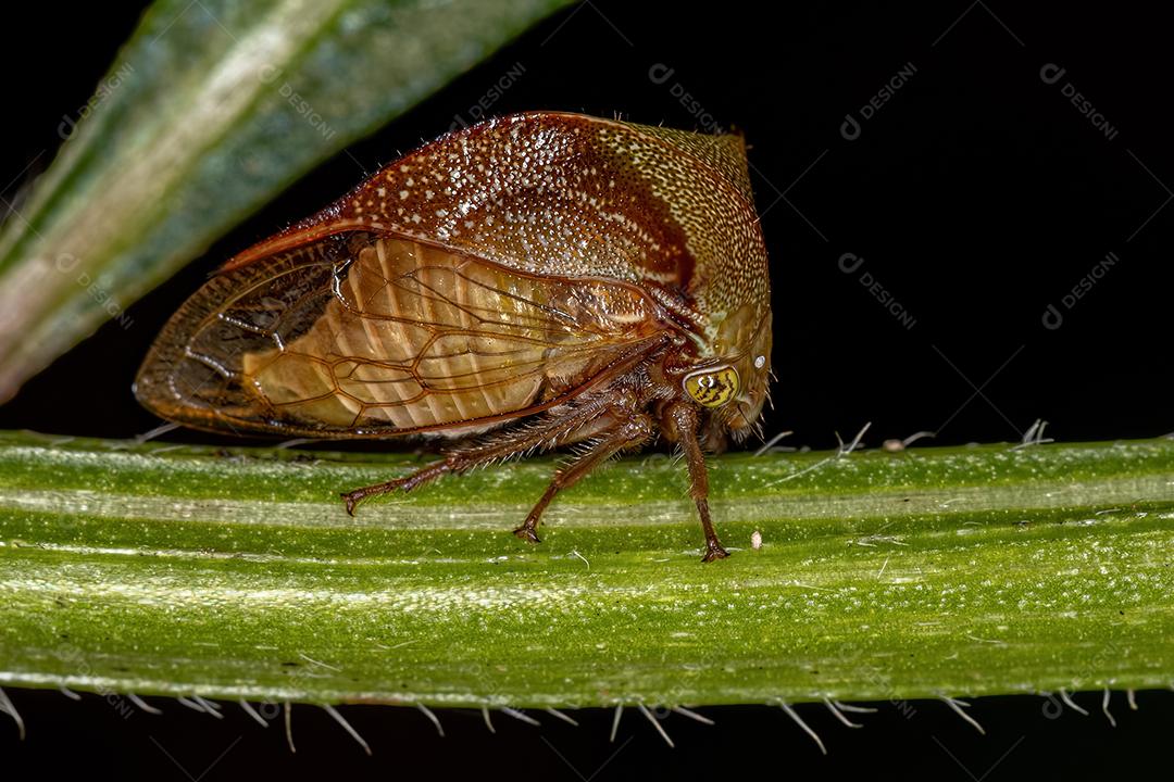 Buffalo Treehopper adulto da tribo Ceresini