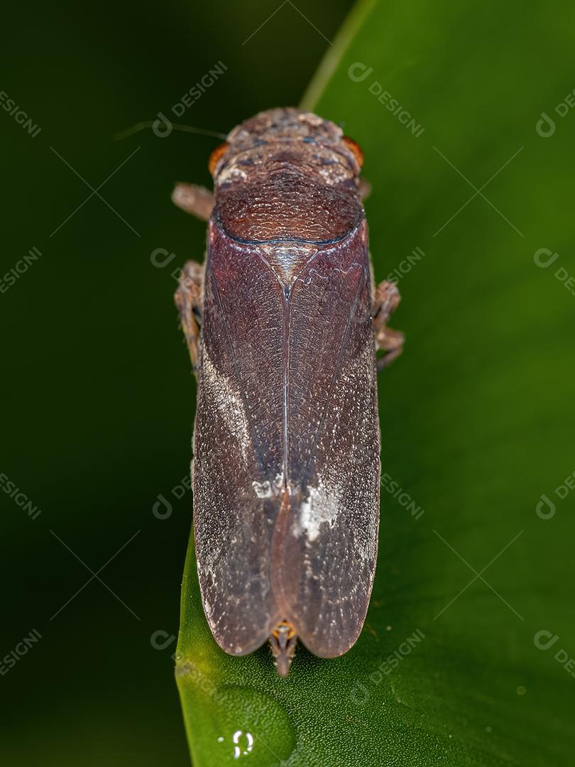 True Hopper adulto da Infraordem Cicadomorpha com foco seletivo