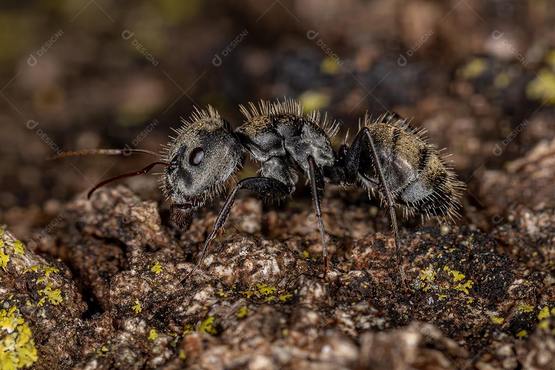 Formiga de carpinteiro fêmea adulta do gênero Camponotus
