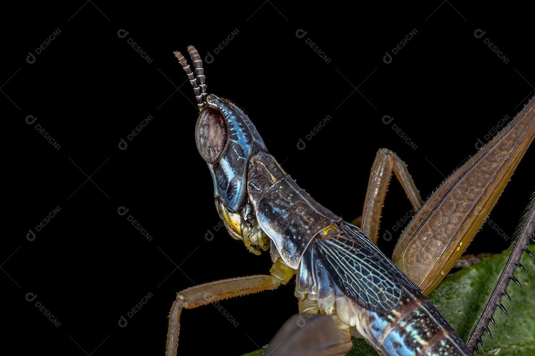 Ninfa de macaco gafanhoto macho da espécie Temnomastax hamus