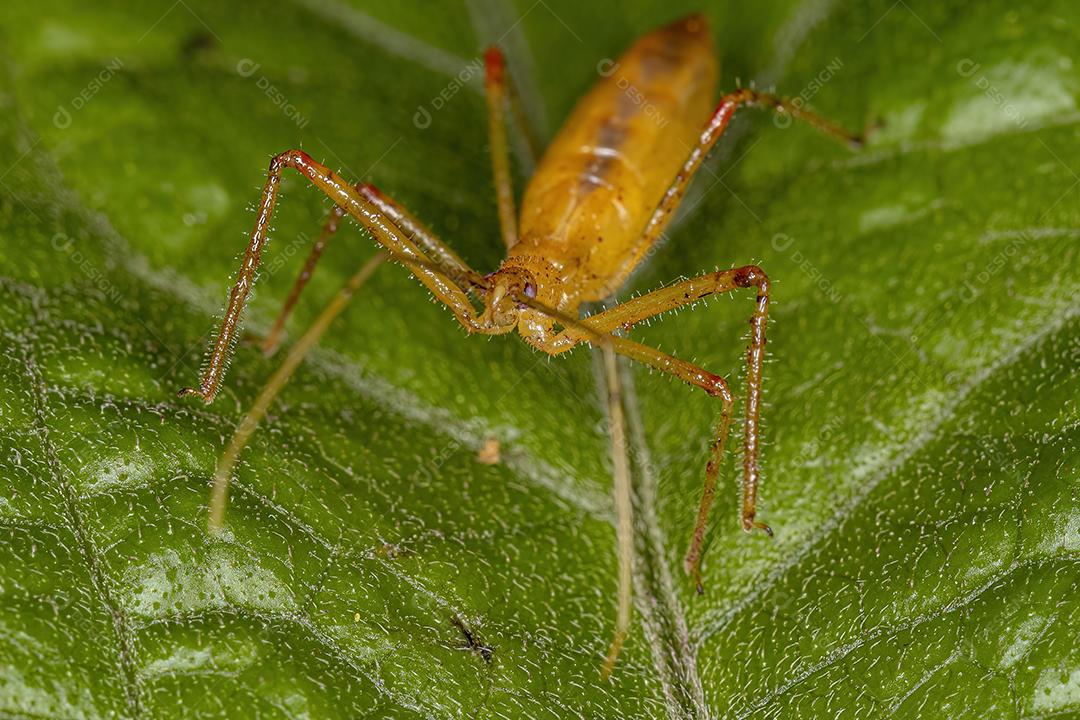 Assassin Bug Ninfa da Tribo Harpactorini