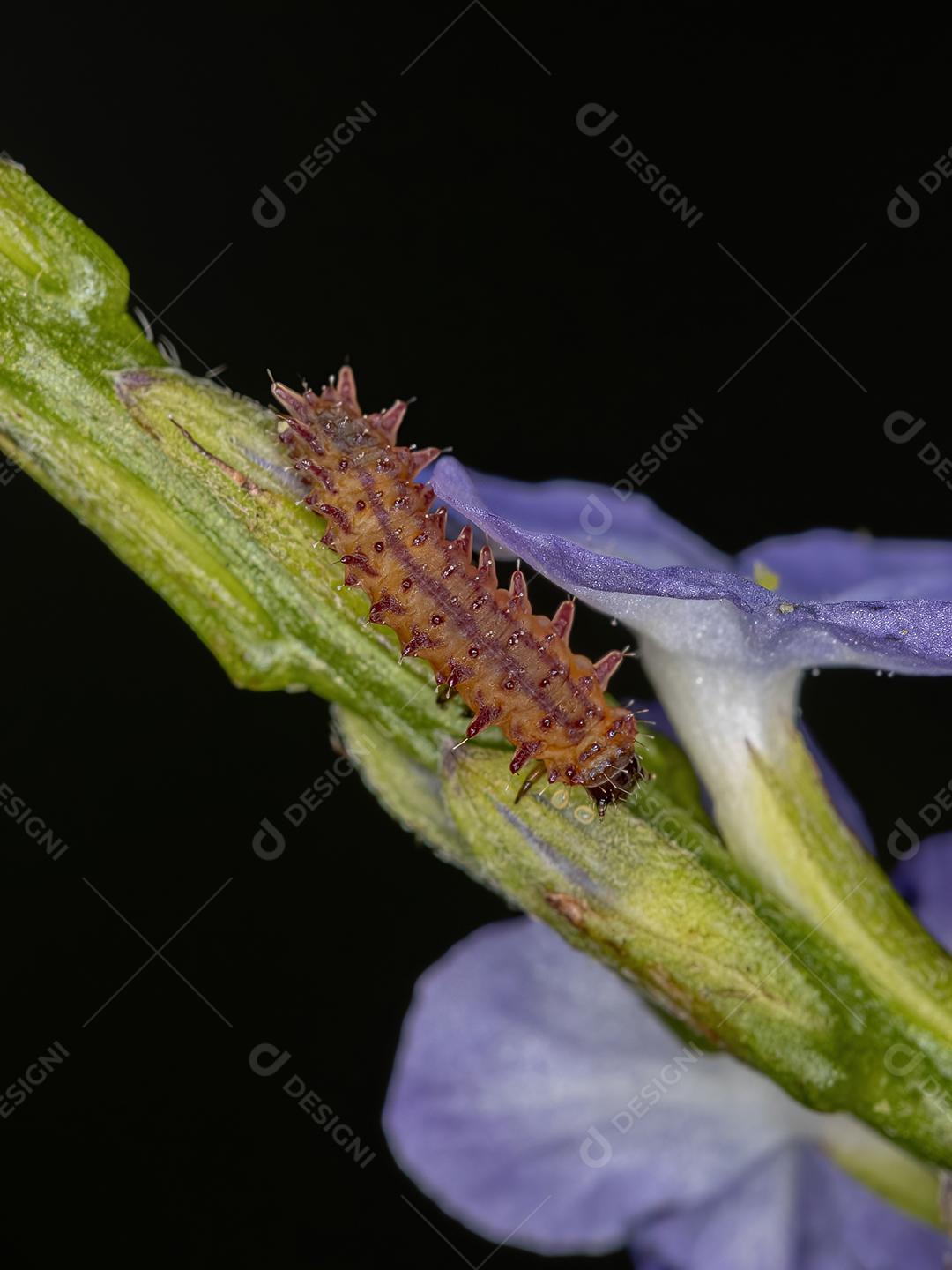 Larva do Besouro da Pulga da Tribo Alticini