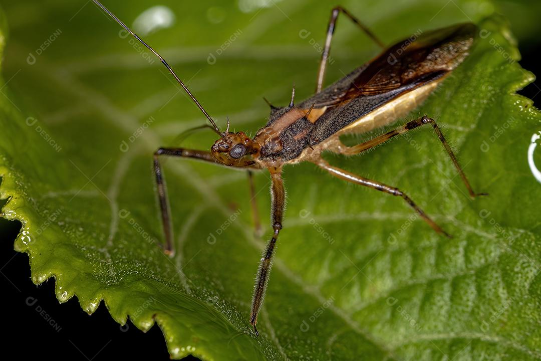 Inseto Assassino Adulto do Gênero Relipta