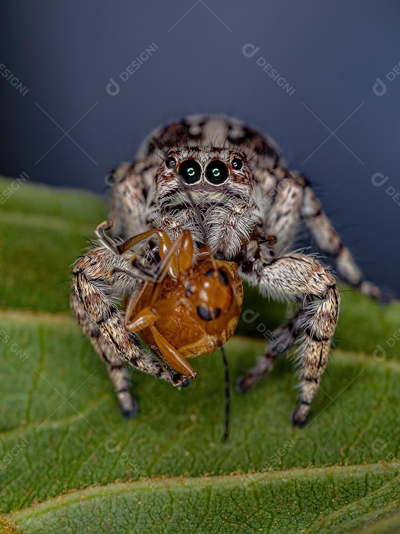 Aranha gigante saltadora da subfamília salticinae predando um besouro adulto
