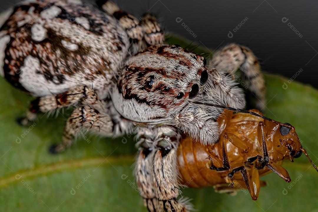 Aranha gigante saltadora da subfamília salticinae predando um besouro adulto