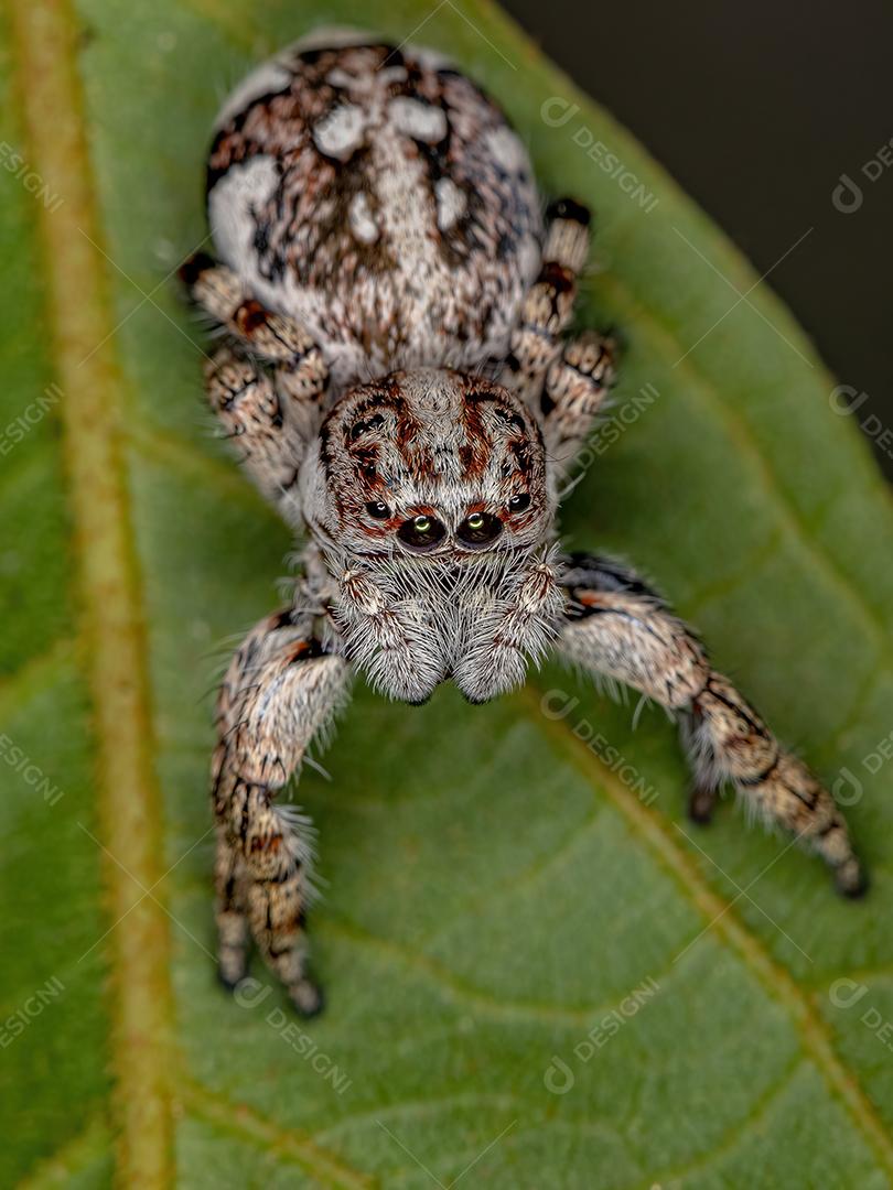 Aranha saltadora gigante da subfamília salticinae
