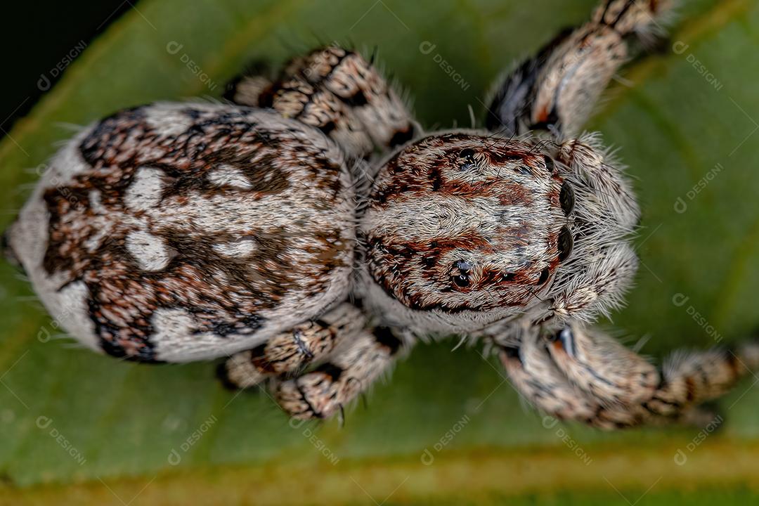 Aranha saltadora gigante da subfamília salticinae