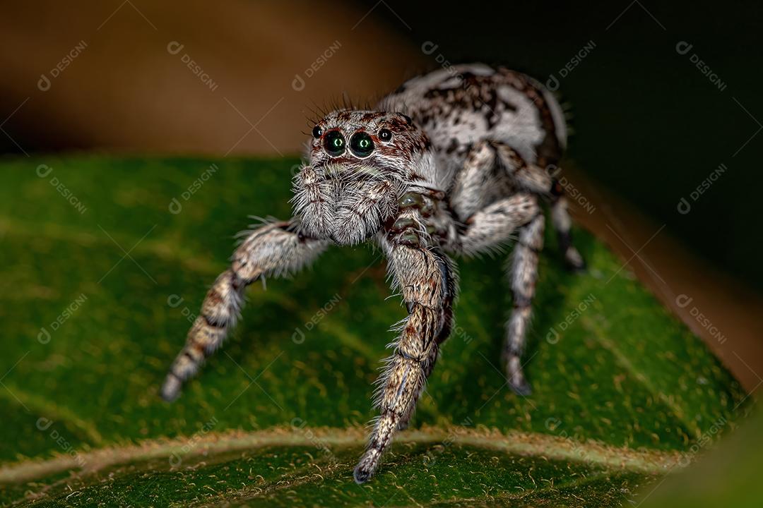 Aranha saltadora gigante da subfamília salticinae