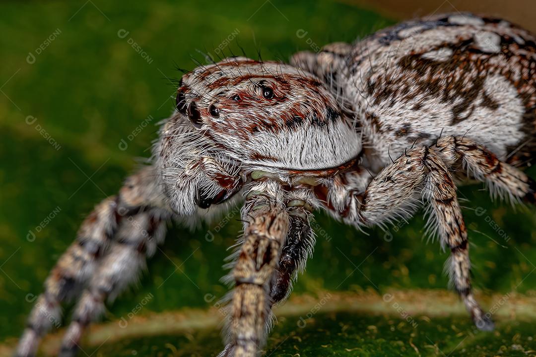 Aranha saltadora gigante da subfamília salticinae