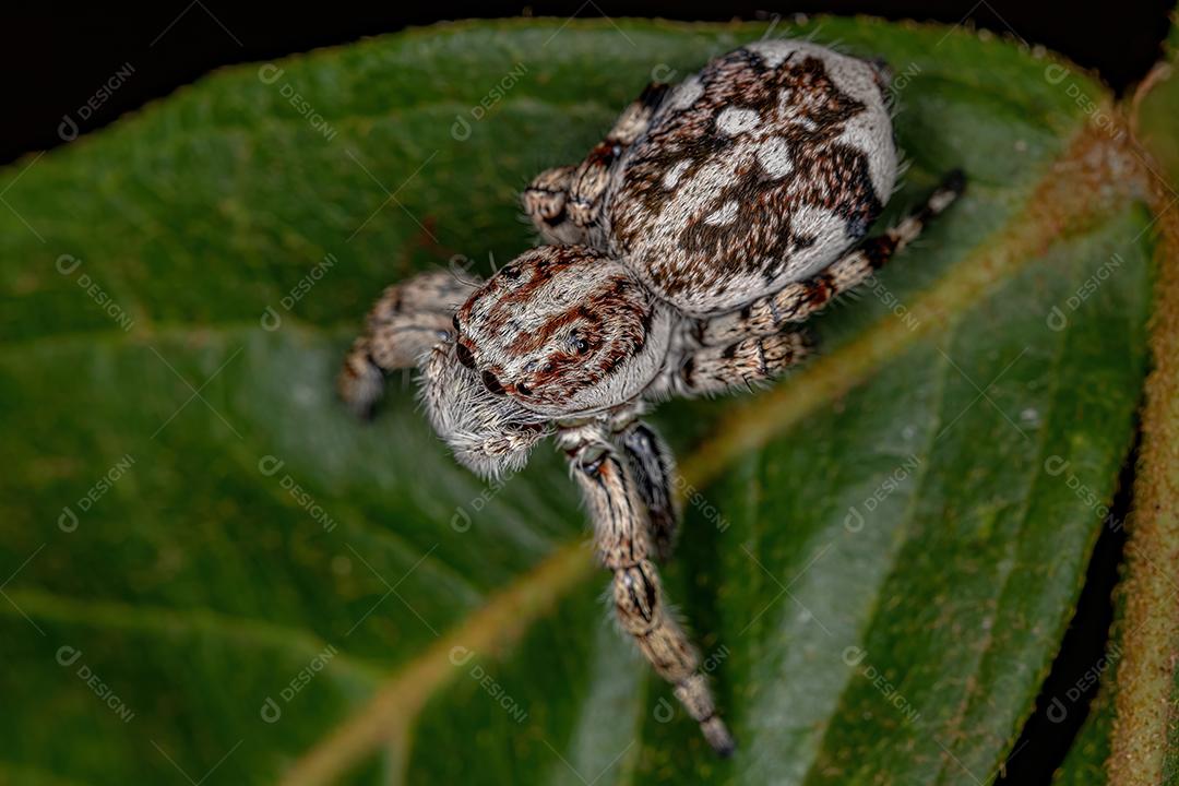 Aranha saltadora gigante da subfamília salticinae