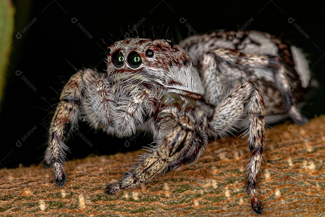 Aranha saltadora gigante da subfamília salticinae