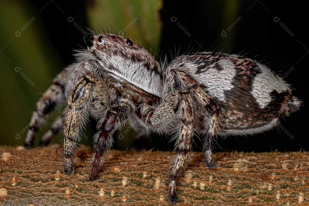 Aranha saltadora gigante da subfamília salticinae