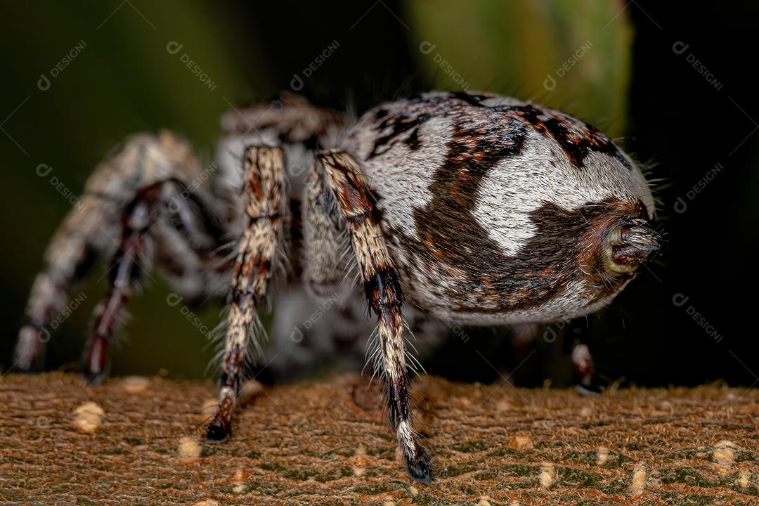 Aranha saltadora gigante da subfamília salticinae