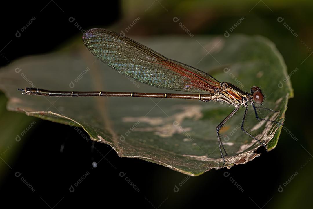 Adul Rubyspot Damselfly Inseto do Gênero Hetaerina