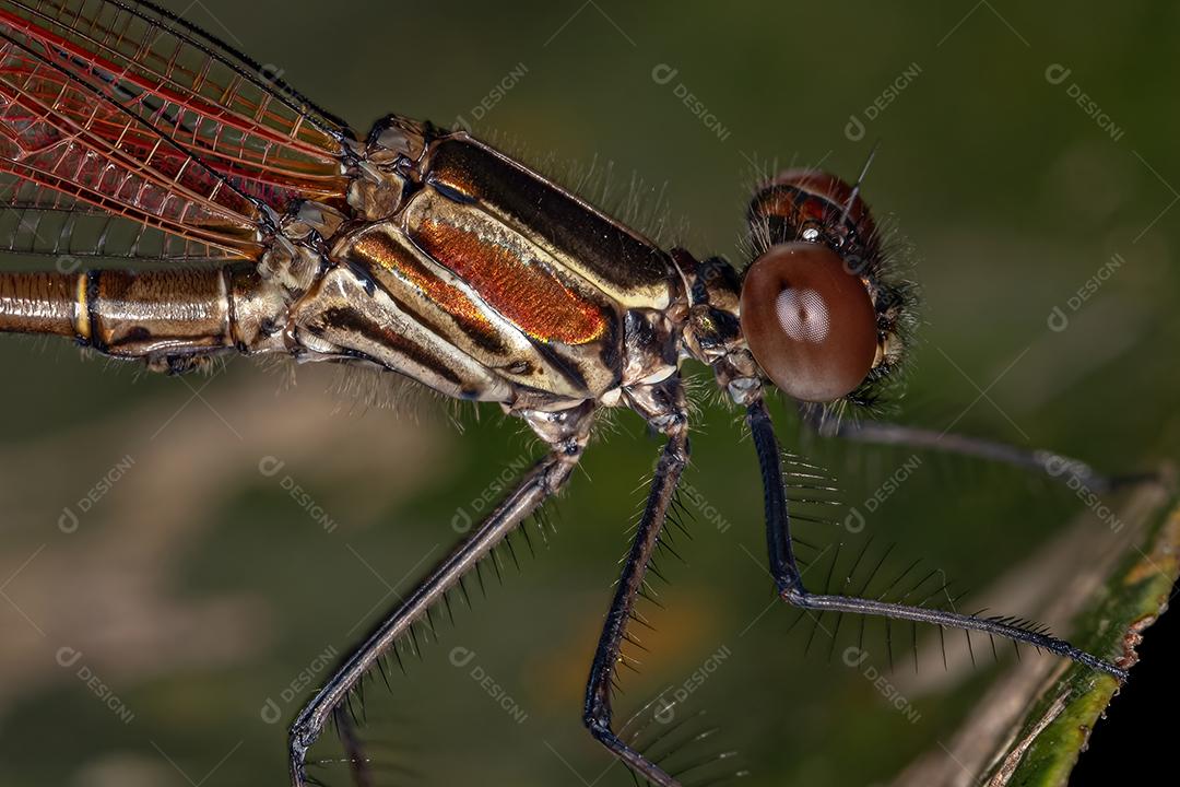 Adul Rubyspot Damselfly Inseto do Gênero Hetaerina