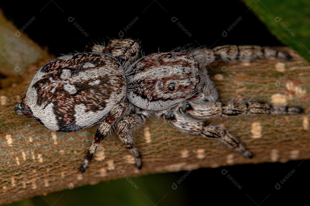 Aranha saltadora gigante da subfamília salticinae