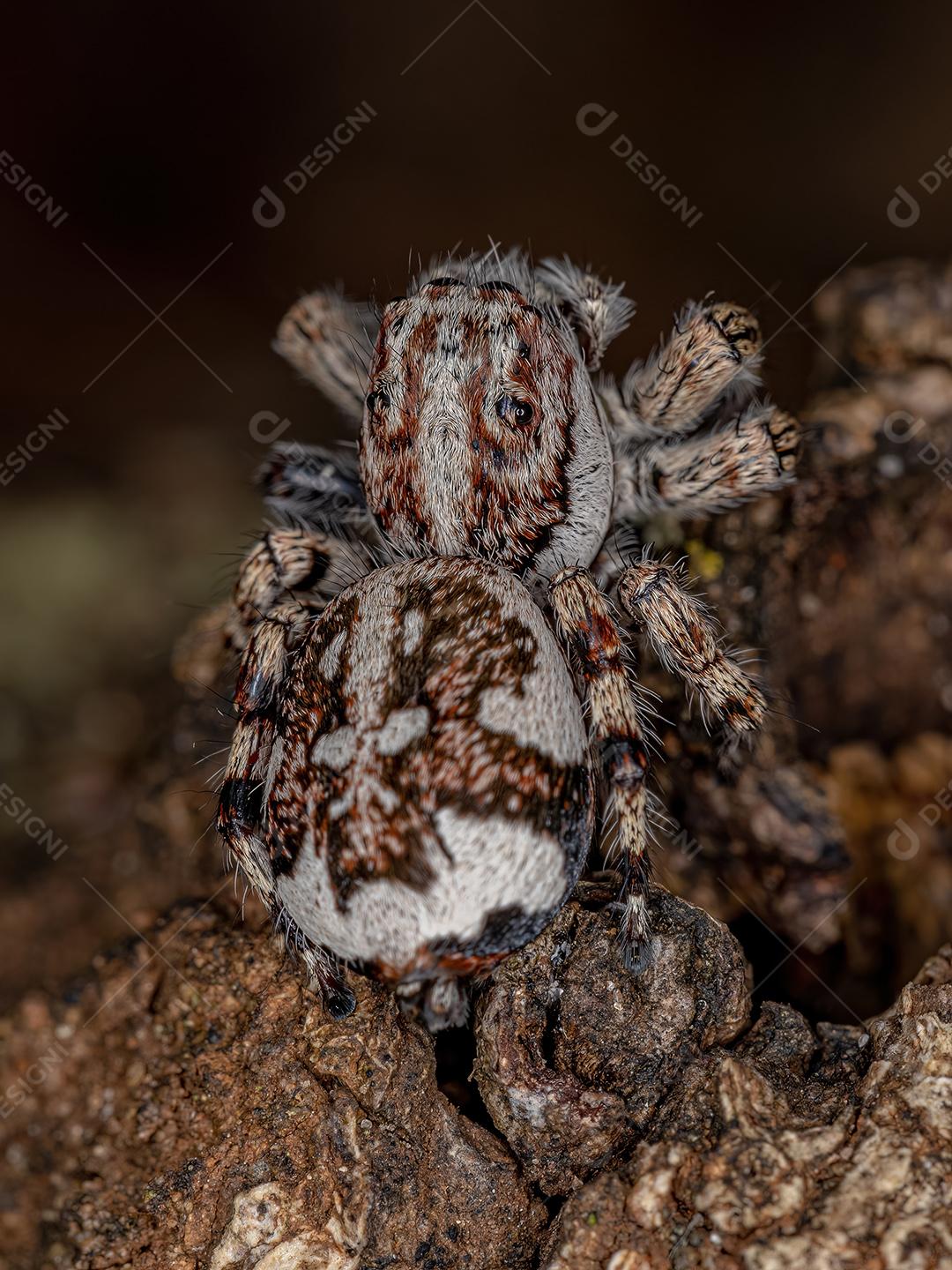 Aranha saltadora gigante da subfamília salticinae