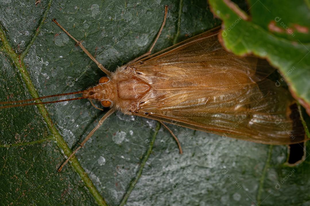 Caddisfly verde adulto do gênero Leptonema