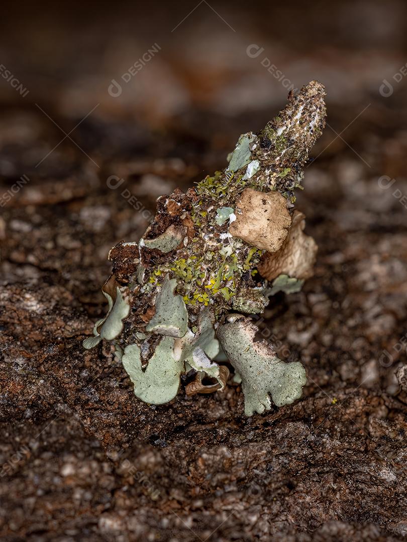 Pequena mariposa da família Psychidae