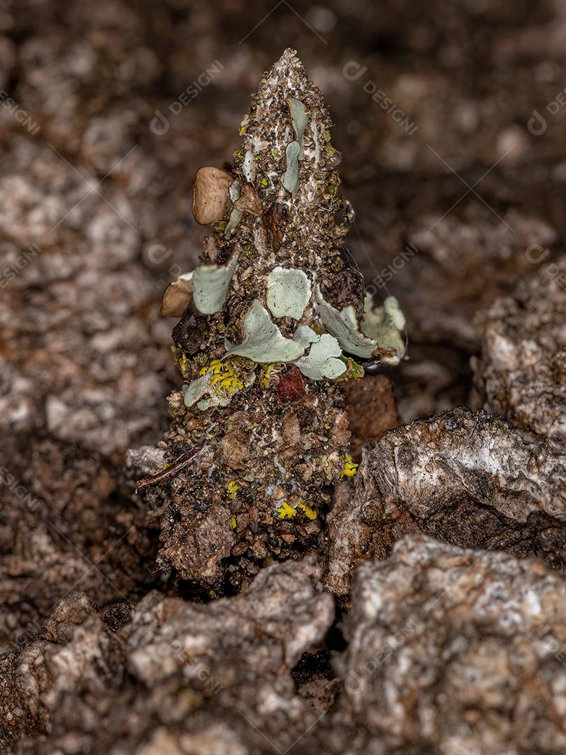 Pequena mariposa da família Psychidae