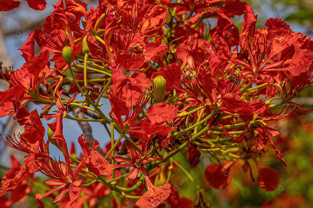 Flor vermelha da árvore Flamboyant da espécie Delonix regia com foco seletivo