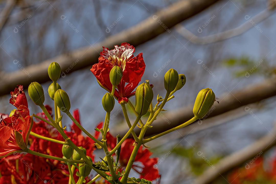 Flor vermelha da árvore Flamboyant da espécie Delonix regia com foco seletivo