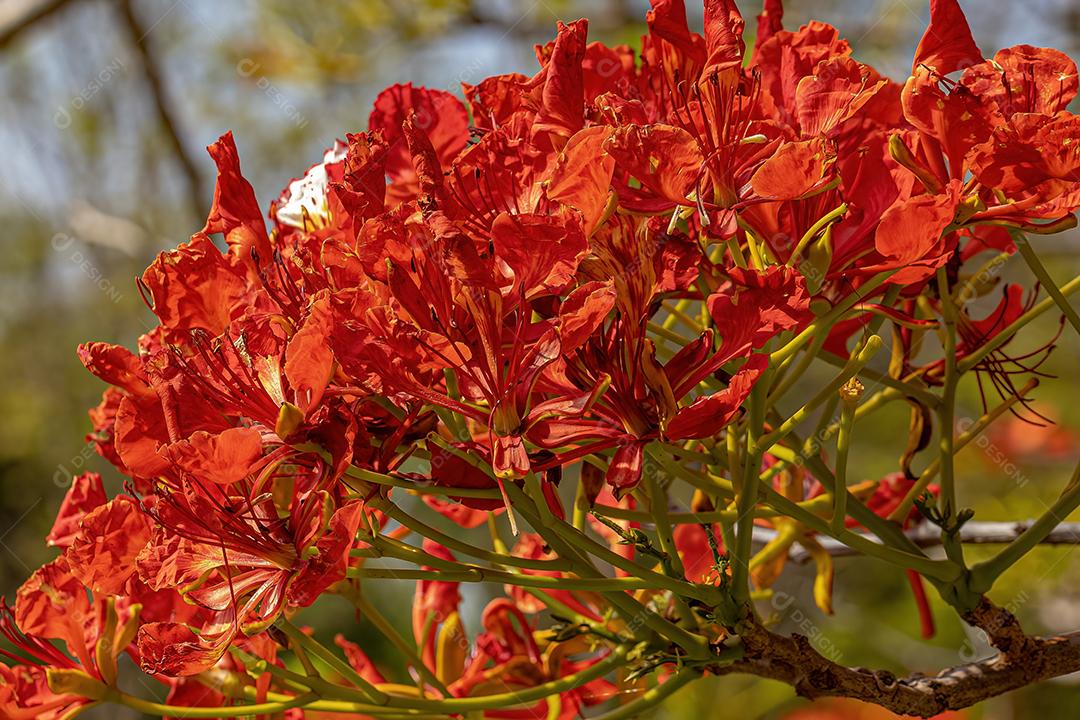 Flor vermelha da árvore Flamboyant da espécie Delonix regia com foco seletivo