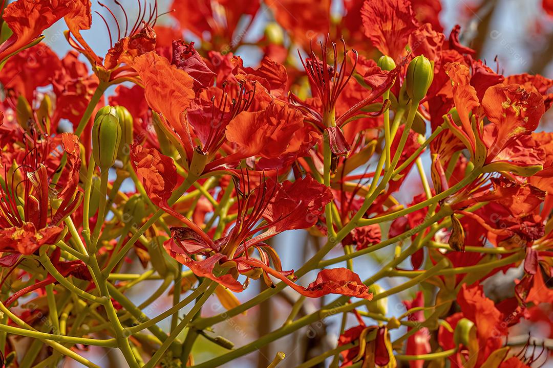 Flor vermelha da árvore Flamboyant da espécie Delonix regia com foco seletivo