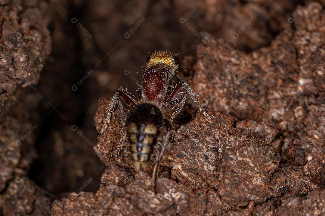 Formiga de veludo adulta da família Mutillidae com foco seletivo na cabeça