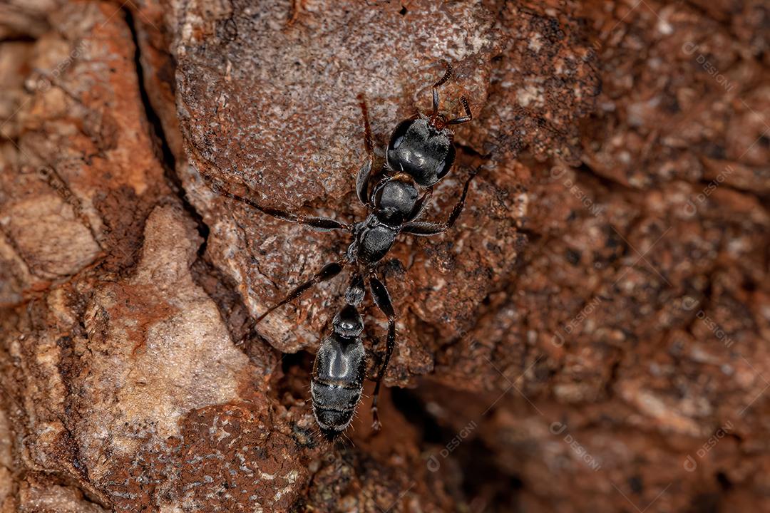 Formiga-galho fêmea adulta do gênero Pseudomyrmex