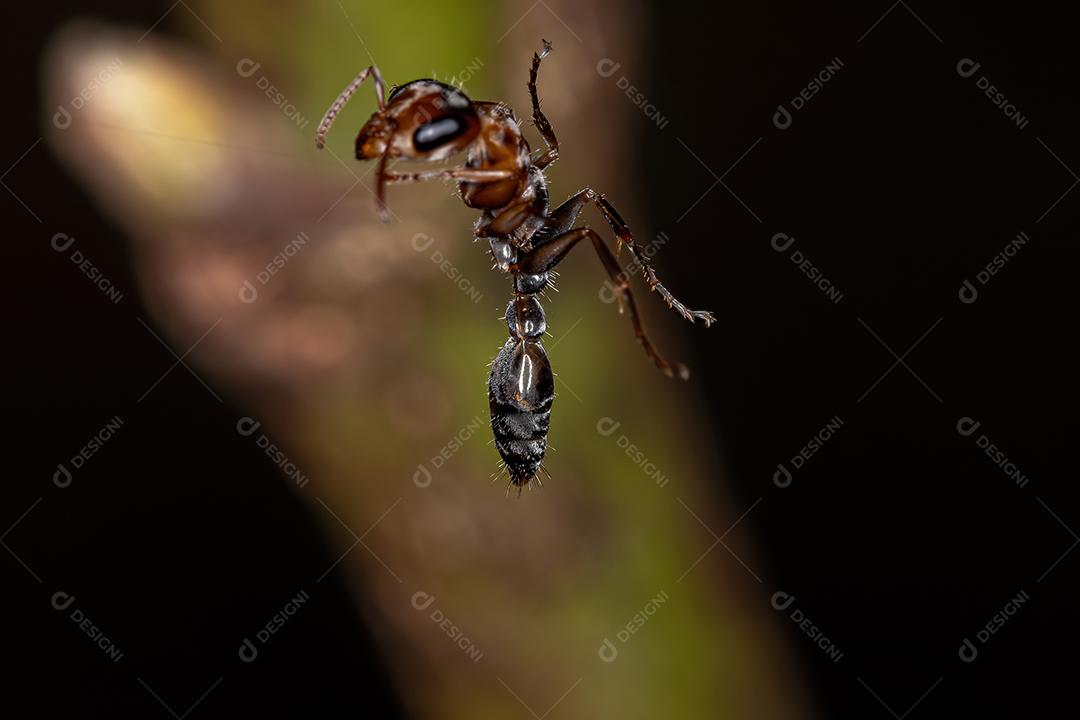 Formiga-galho fêmea adulta do gênero Pseudomyrmex