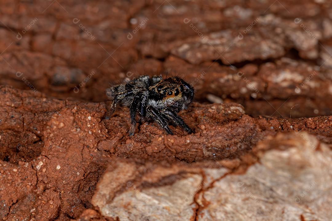 Pequena aranha saltadora do gênero Corythalia